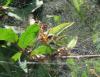 Agelena labyrinthica